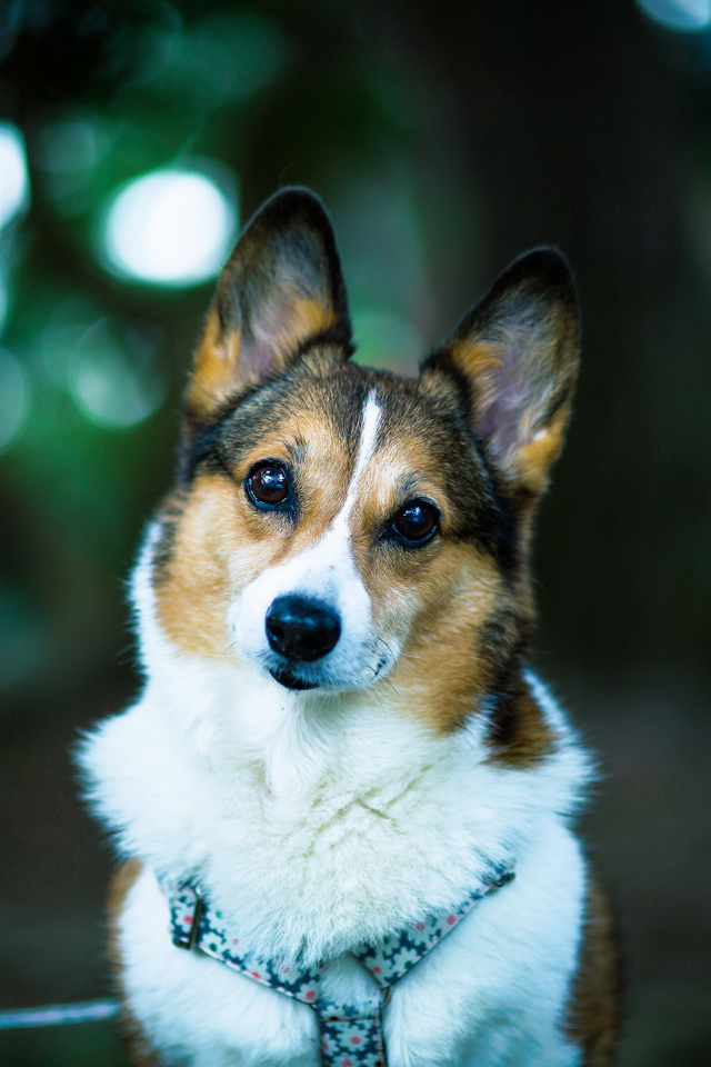 Милая собачка вельш-корги