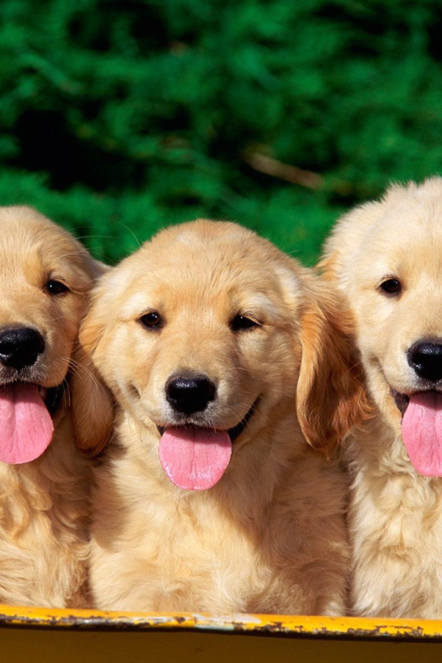 Милые собаки