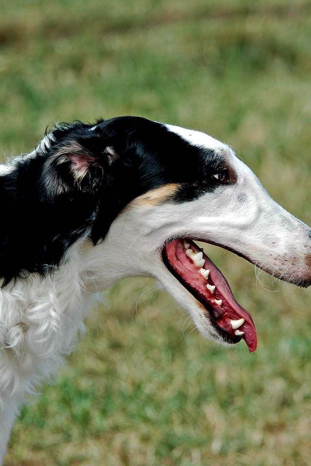 Милая борзая собака