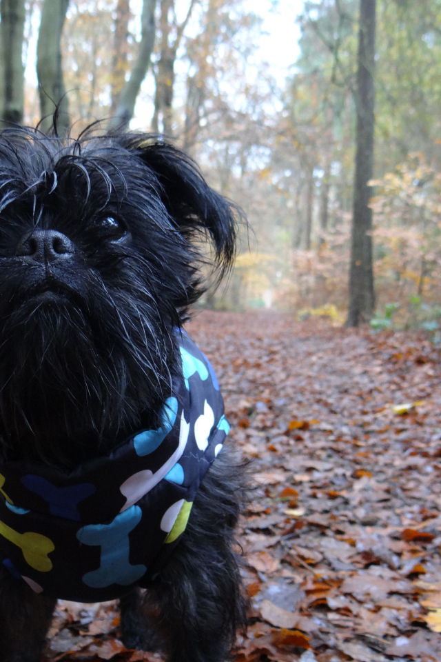 Симпатичный комбинезон аффенпинчера