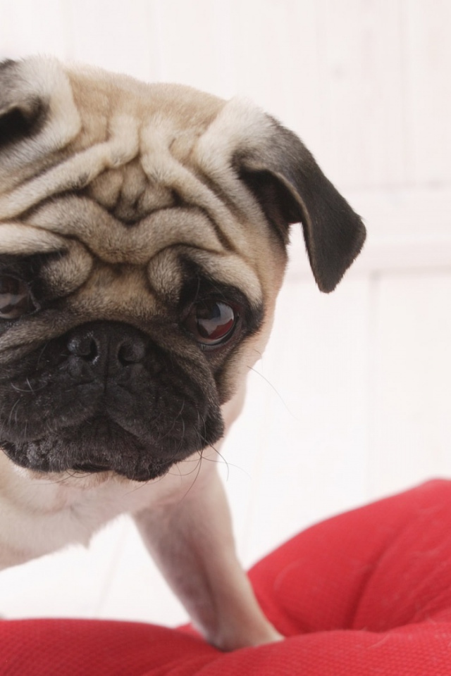 Милый любимый пес