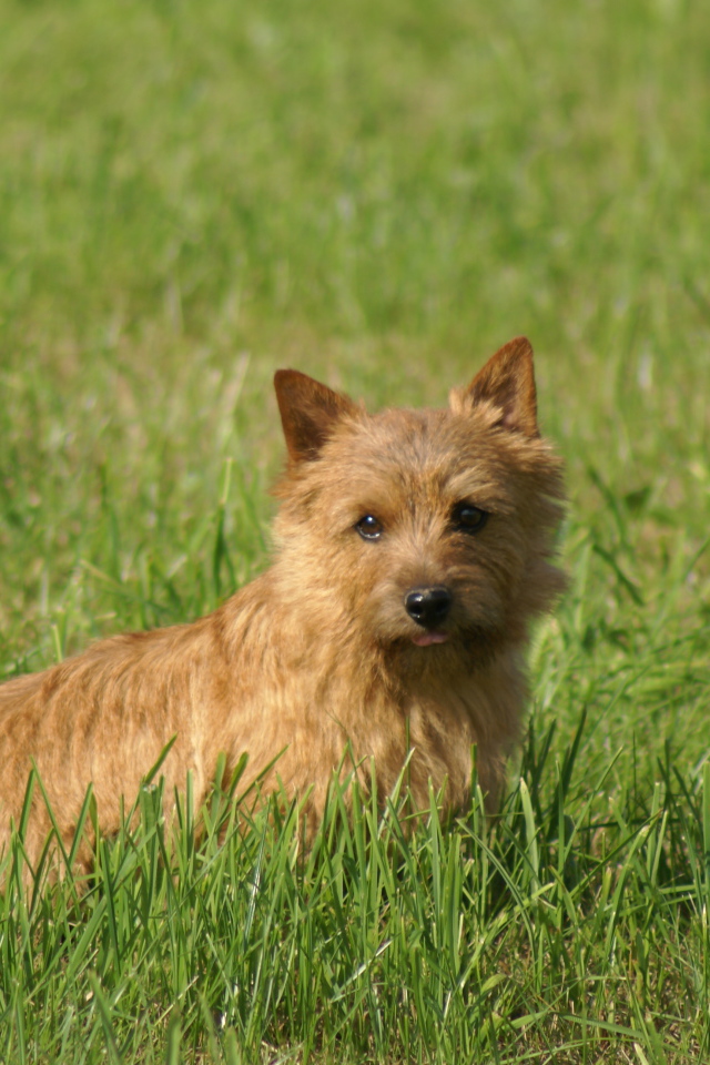 Милый норфолк терьер в траве