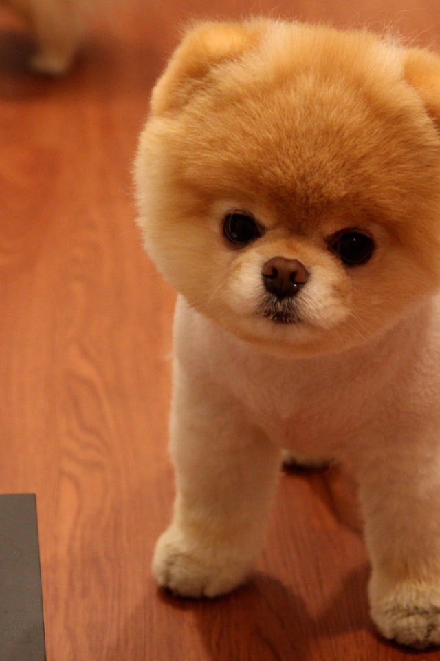 Милая собака