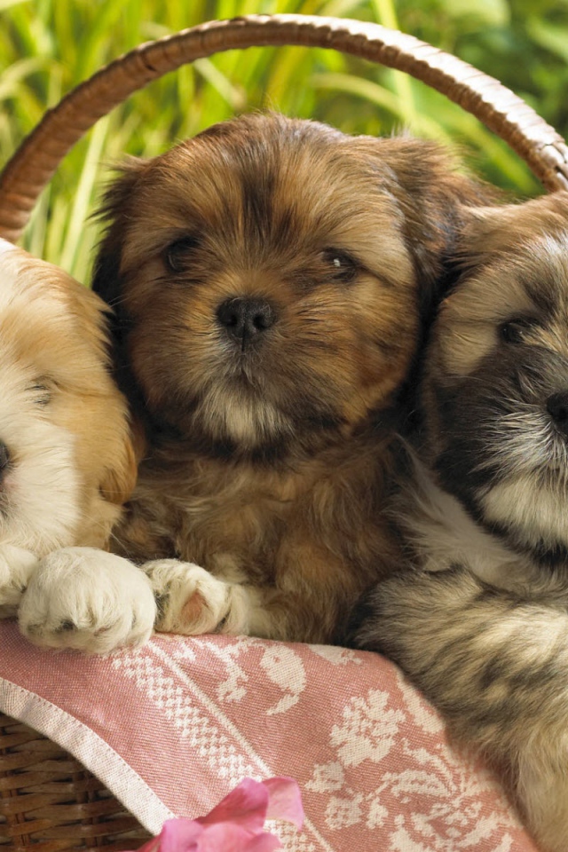 Красивые щенки