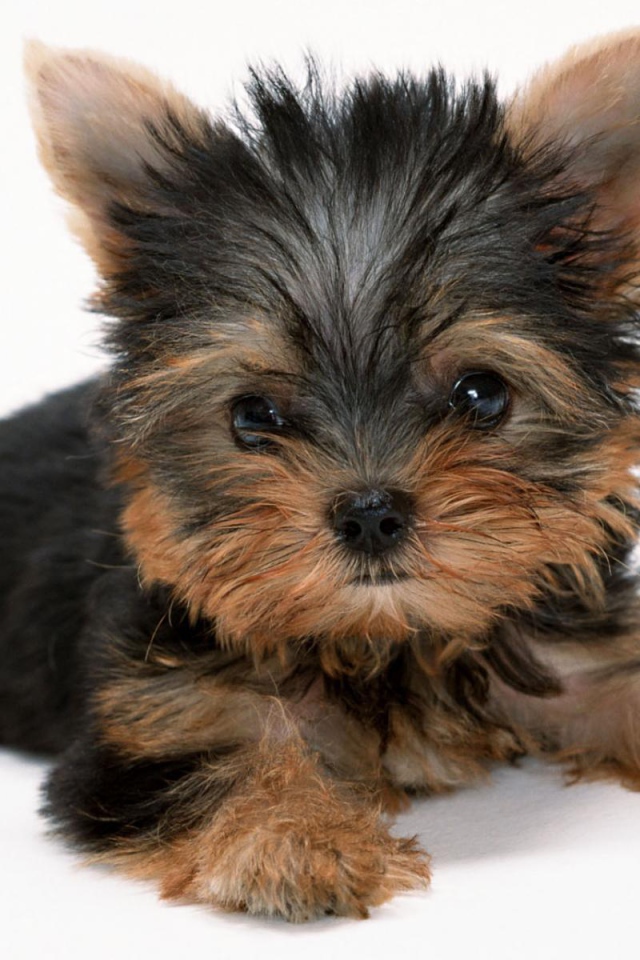 Милый щенок йоркширского терьера
