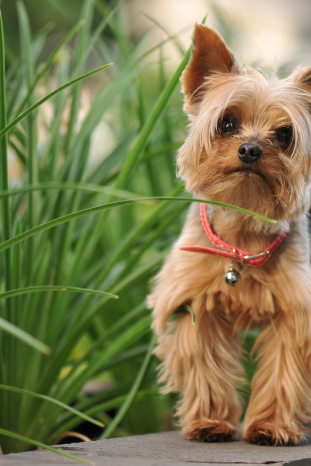 Милый лохматый песик