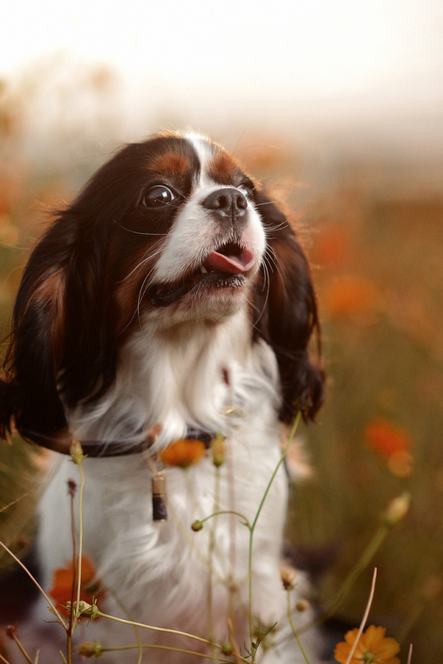 Милый спаниель среди цветов