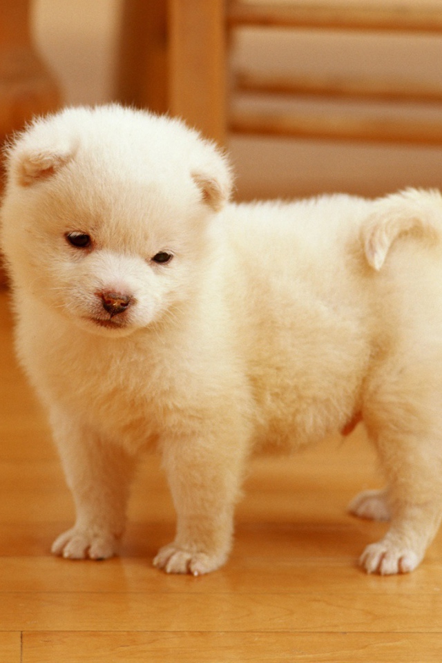 Очаровательный щенок