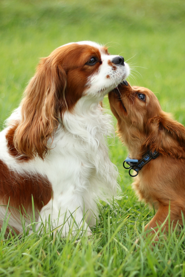 Милашки кавалер кинг чарльз спаниели