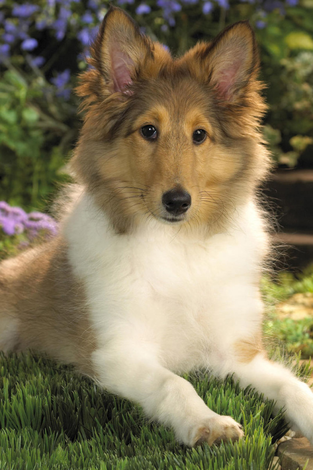 Милашка колли среди цветов