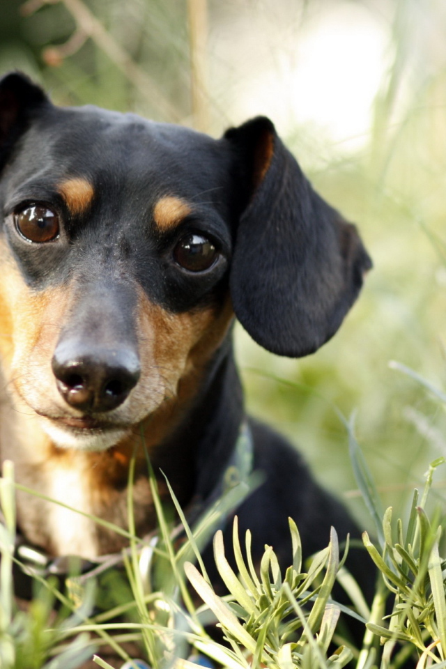 Милашка такса в траве