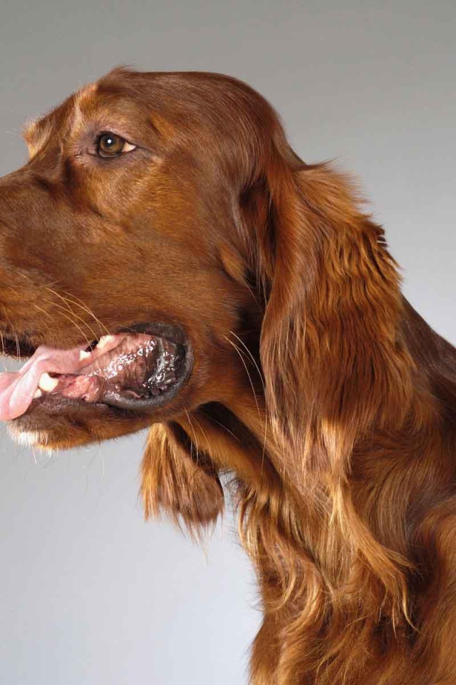 Милашка английский кокер спаниель