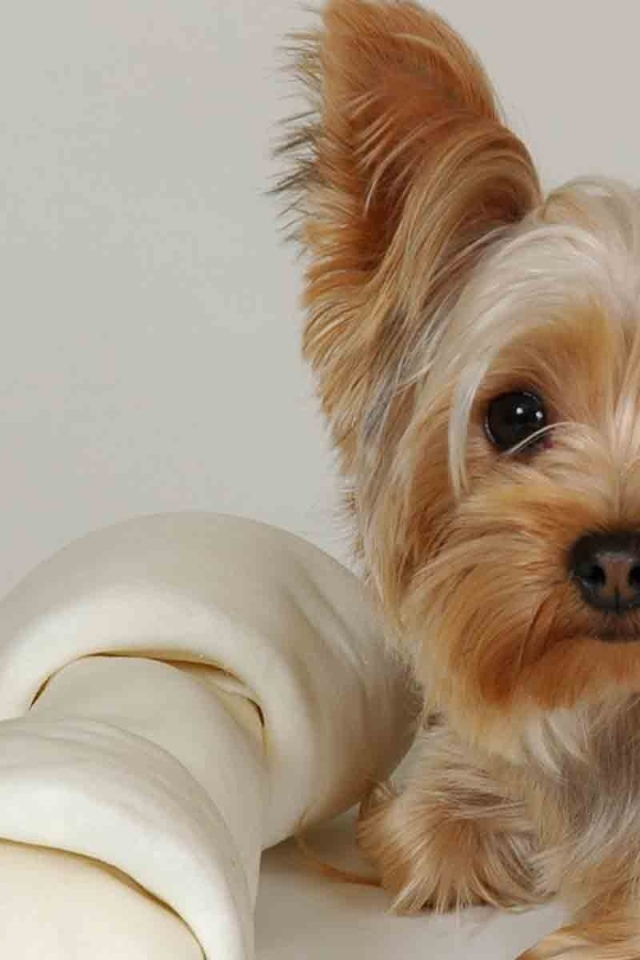 Милашка йоркширский терьер