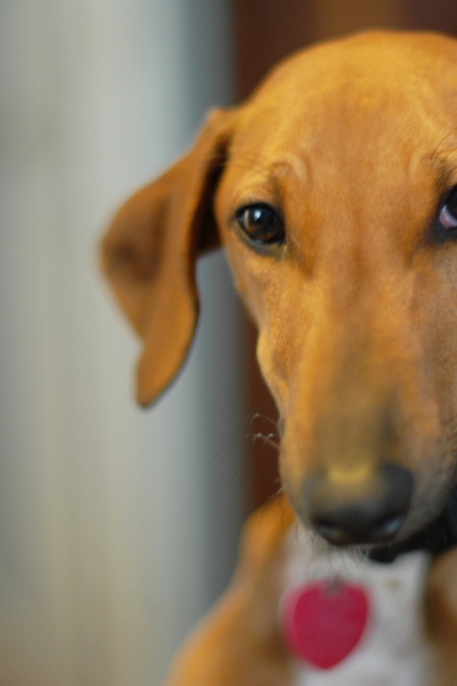 Милашка собака азавак