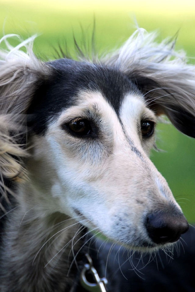 Милашка собака салюки