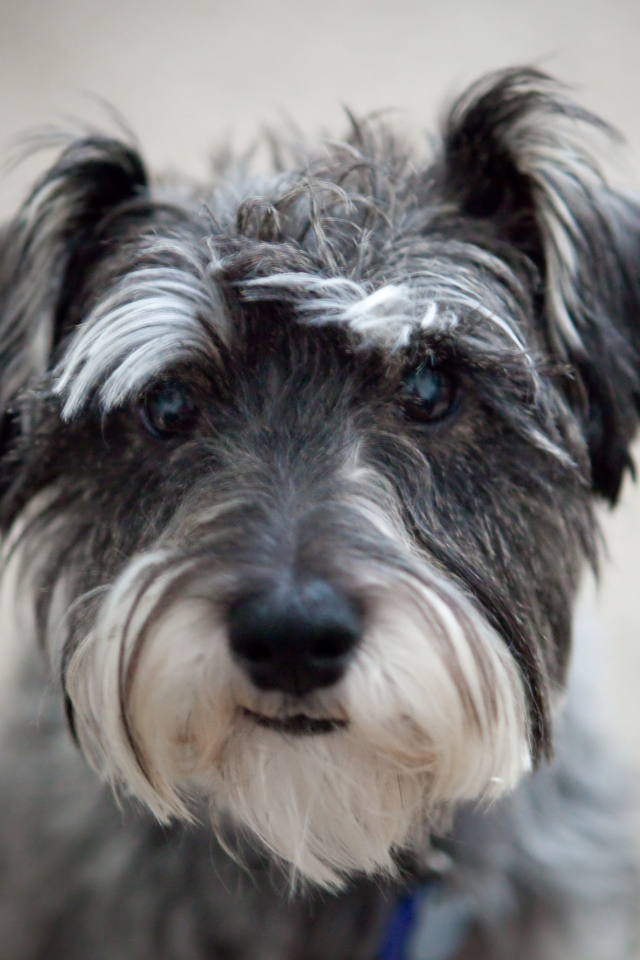 Милашка собака шнауцер