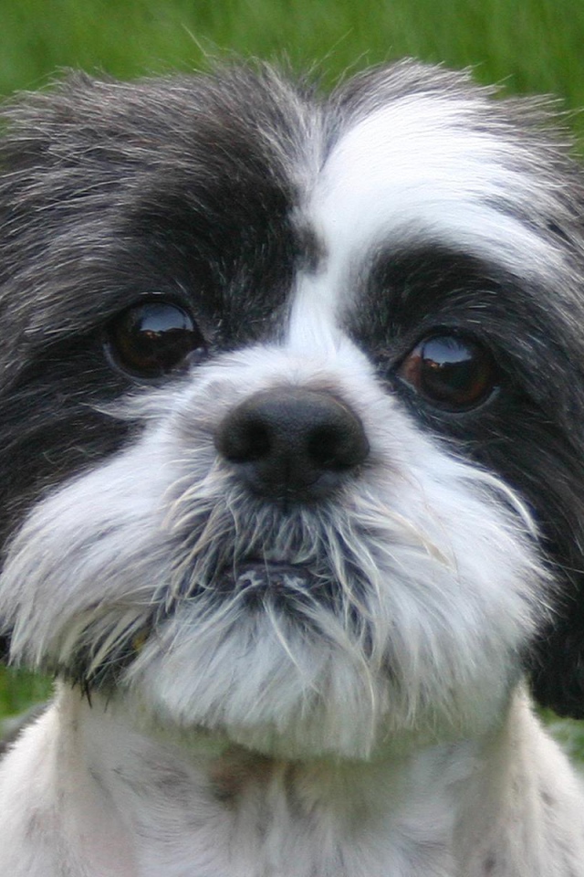 Собака милашка шитцу