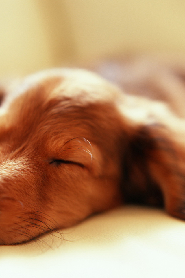 Такса спит после прогулки