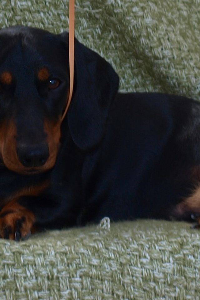 Собака такса на диване