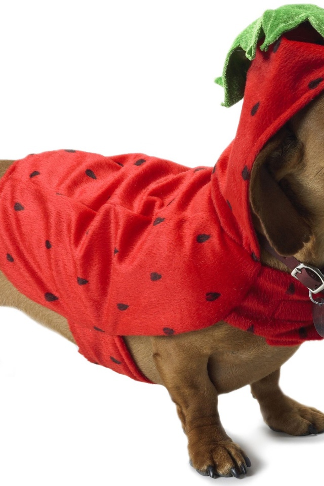 Такса в рождественском наряде