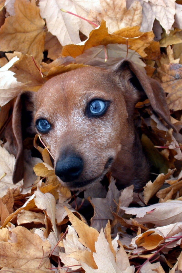 Такса в листве