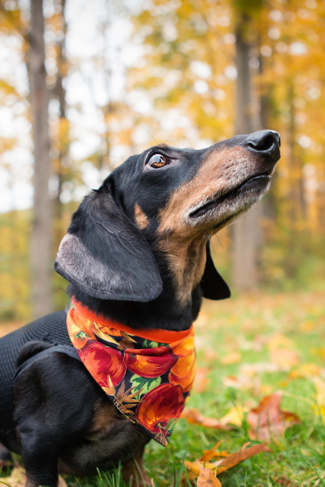 Такса в осеннем лесу