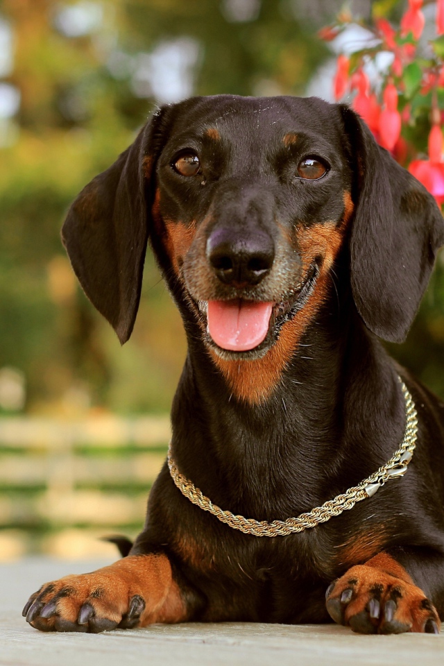 Такса лежит у цветка