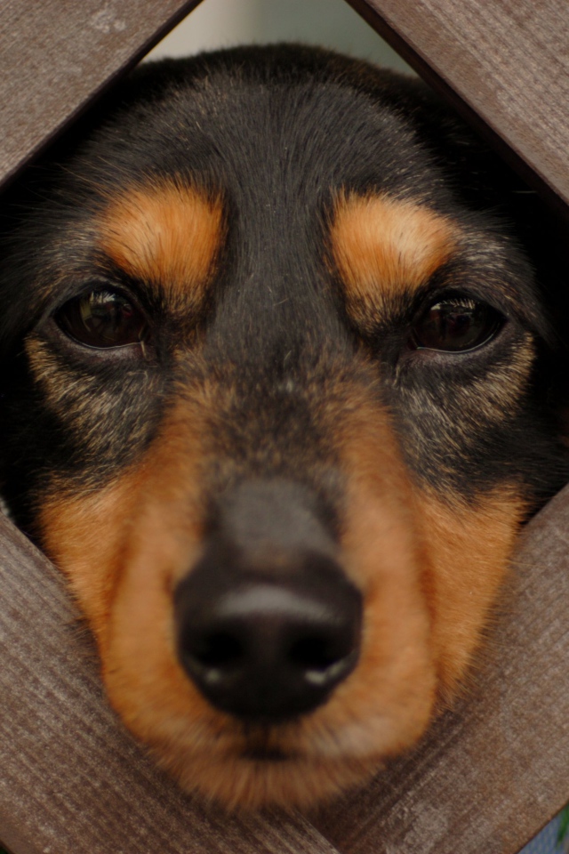 Такса смотрит сквозь прутья