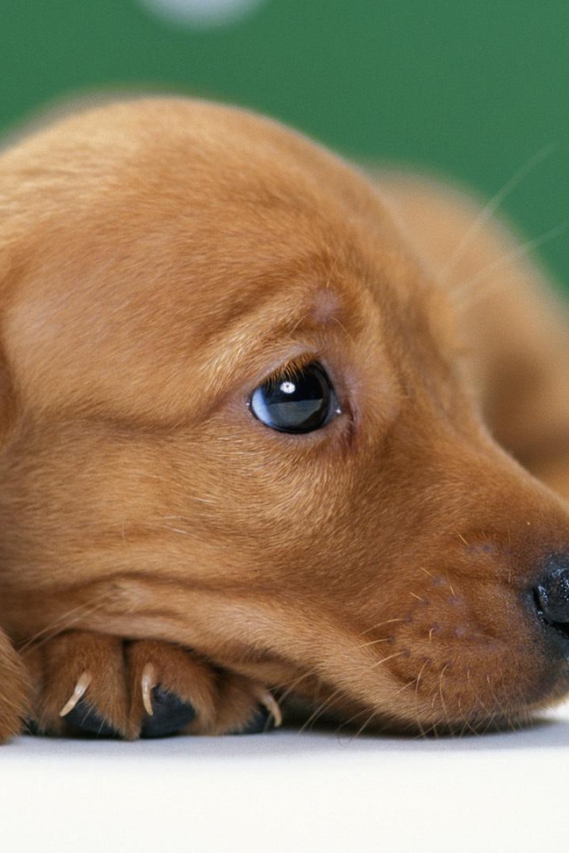 Такса смотрит вдаль