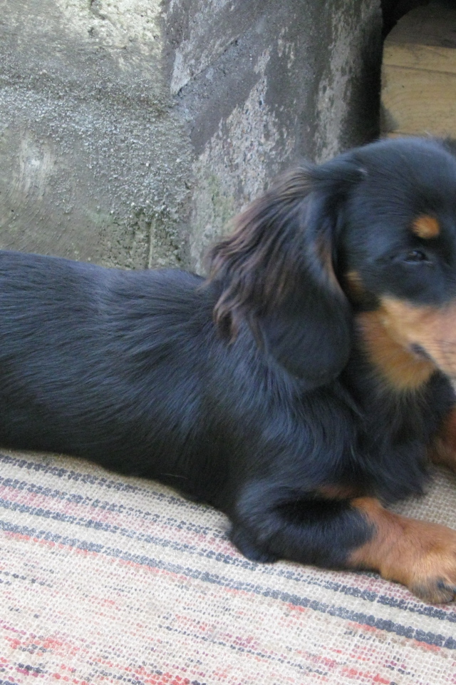 Такса лежит на подстилке