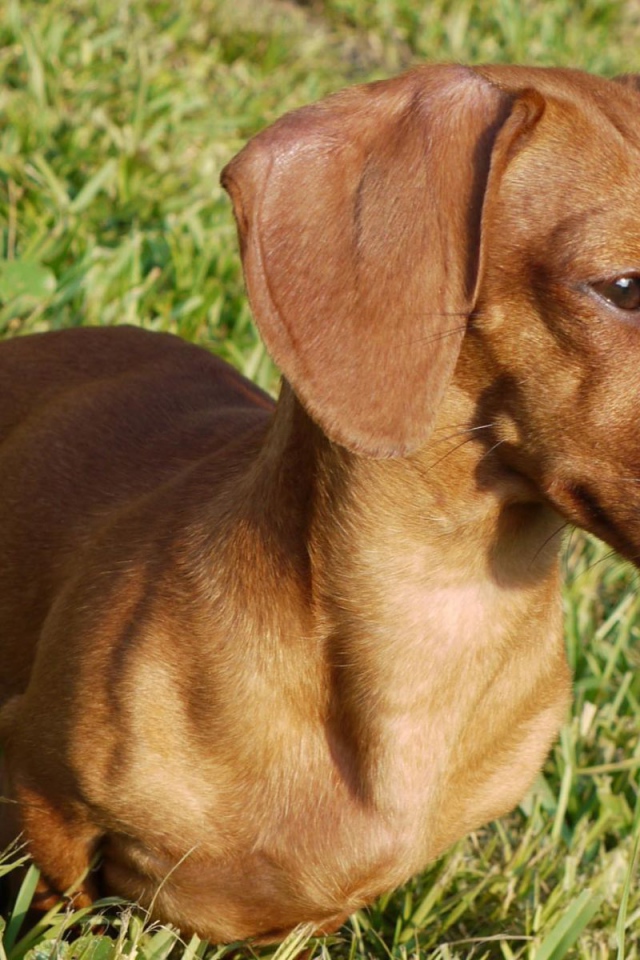 Такса на лугу