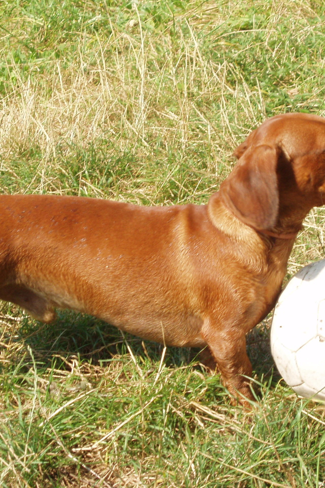 Такса играет в футбол