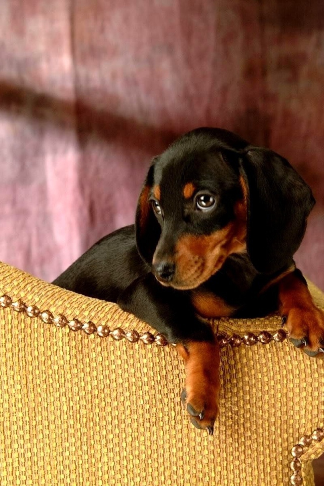 Такса сидит на кресле