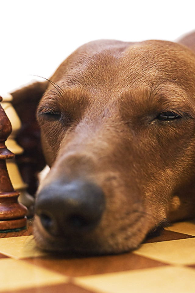 Такса спит среди шахмат