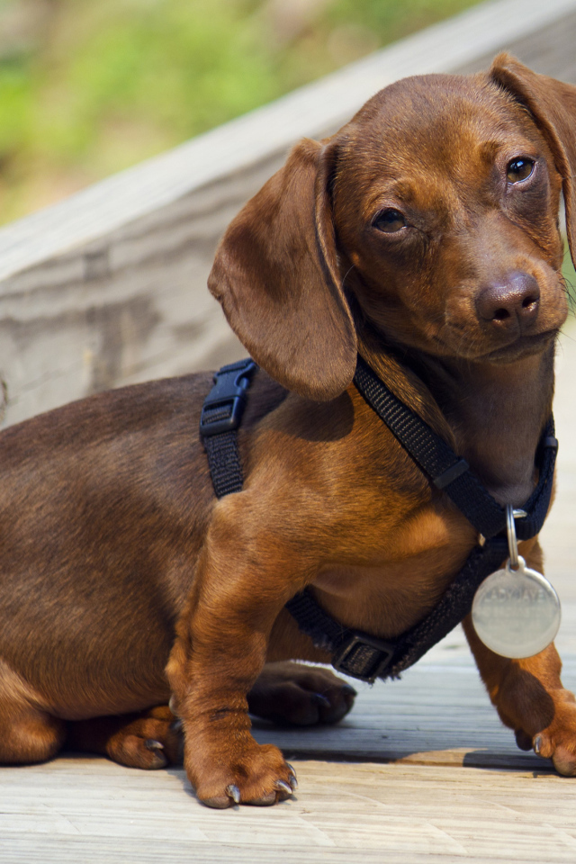 Такса с медалью