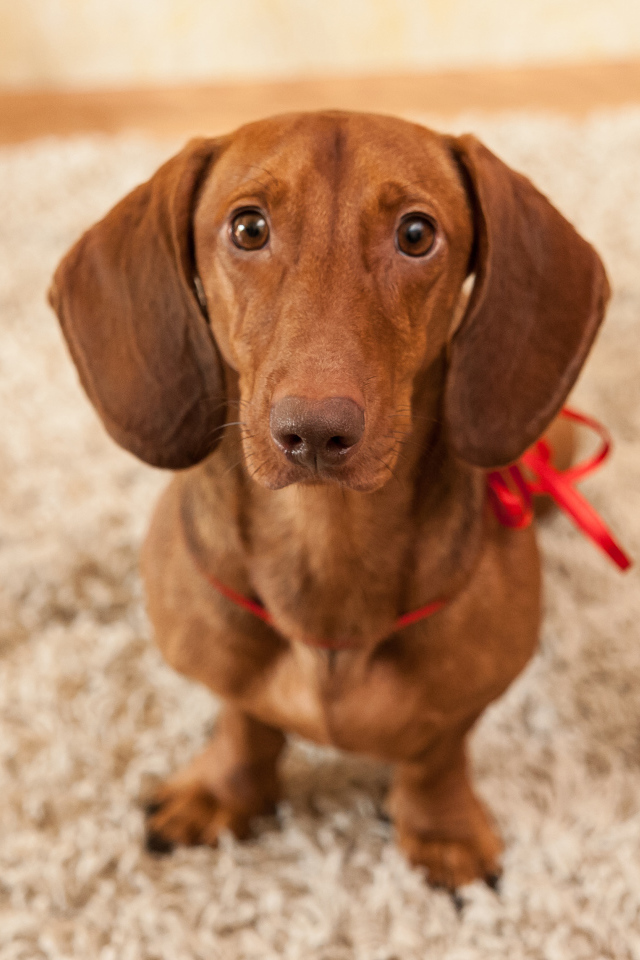 Провинившаяся такса на ковре