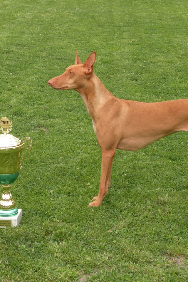 Заслуженная награда фараоновой собаки