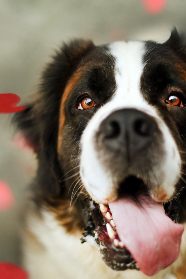 Преданный взгляд собаки