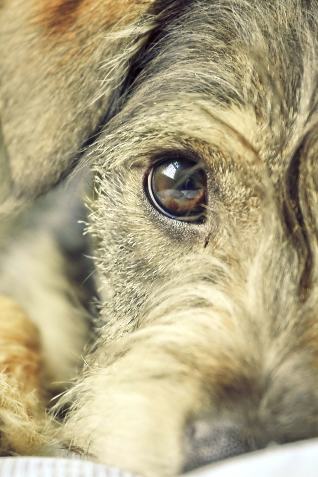 Преданный взгляд собаки