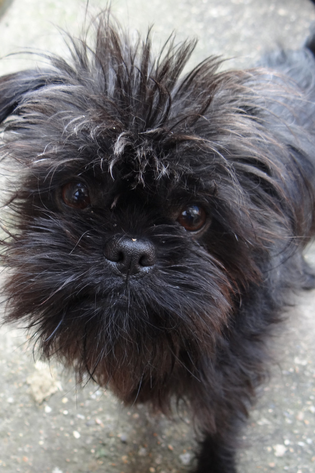 Преданный взгляд аффенпинчера