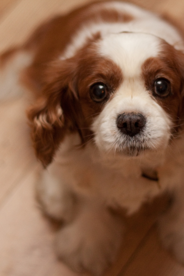 Преданный взгляд кавалер кинг чарльз спаниеля