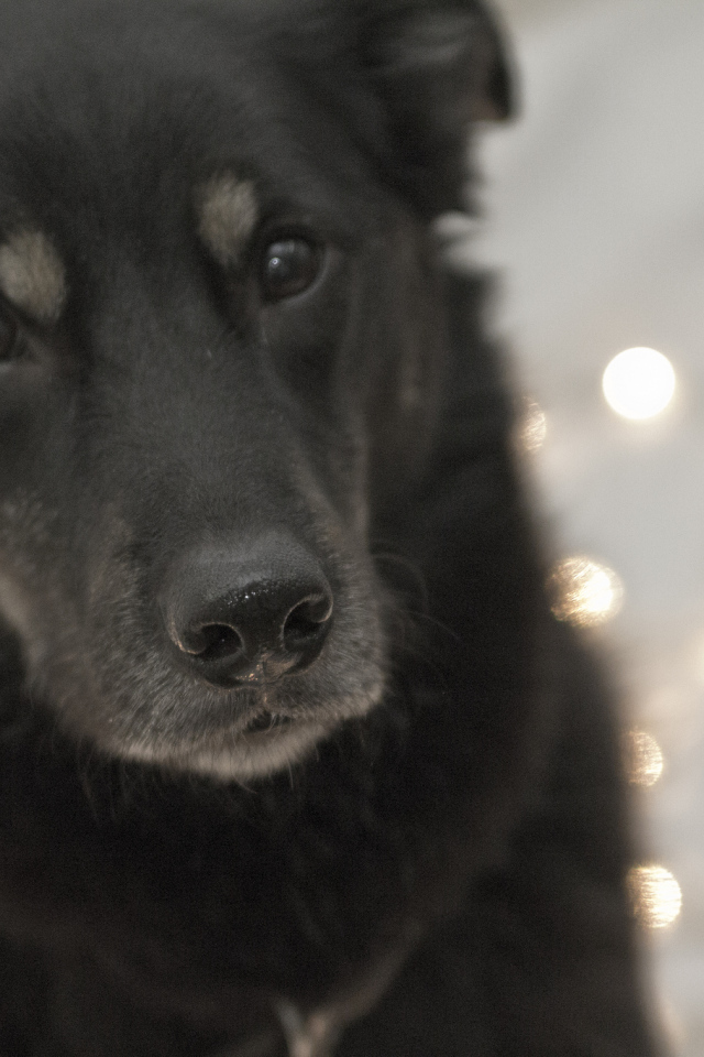 Преданный взгляд собаки чинук