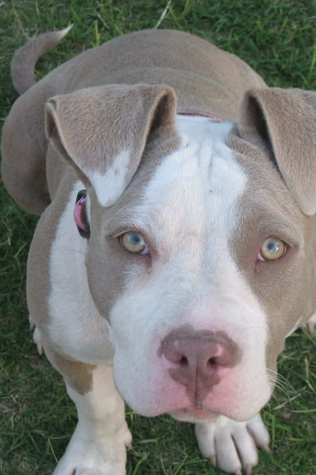 Преданный взгляд американского стаффордширского терьера