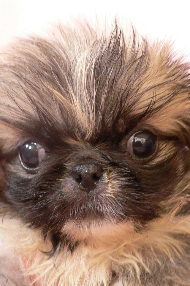 Взлохмаченный малыш пекинес