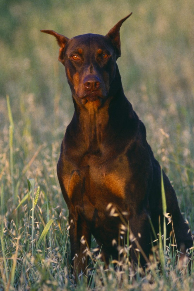 Доберман среди полевой травы