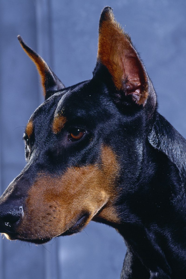 Голова добермана на синем фоне