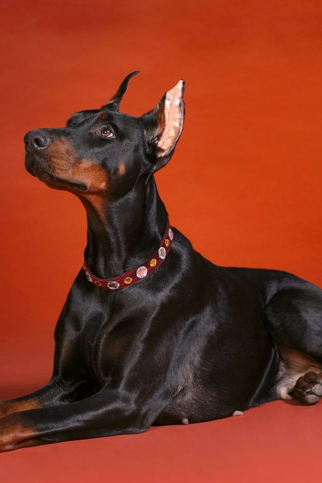 Доберман смотрит вверх