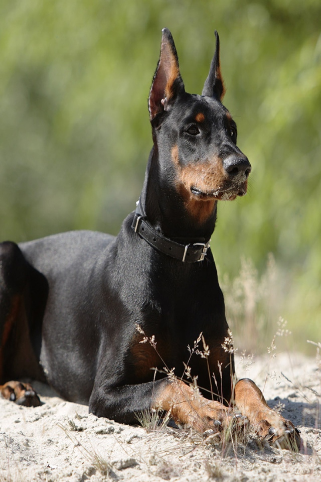Доберман лежит на песке