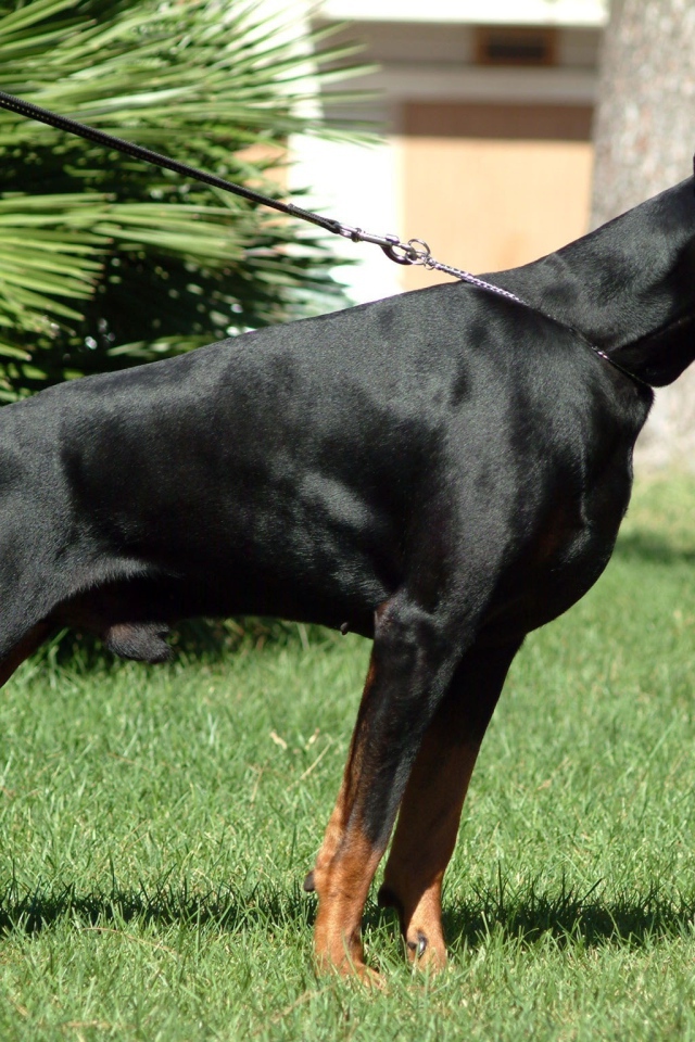 Доберман на поводке