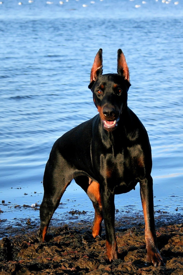 Доберман у воды